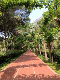 an empty road surrounded by trees and bushes