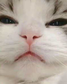 a close up of a white cat's face with blue eyes and black eyebrows