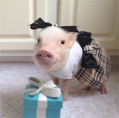 a small pig in a dress standing next to a present