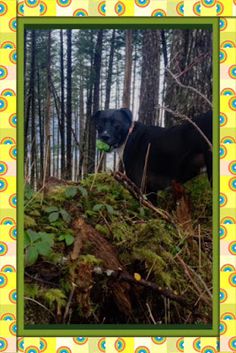 a black dog standing on top of a lush green forest