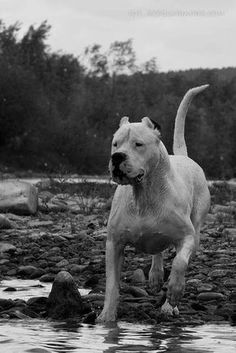 a white dog standing in the water near some rocks and trees, with its tongue hanging out