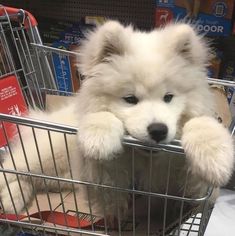 a fluffy white dog sitting in a shopping cart