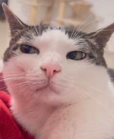 a close up of a cat laying on a person's lap looking at the camera