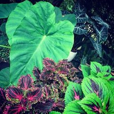 several different types of plants with green leaves and purple flowers in the foreground, one large leafy plant on the right