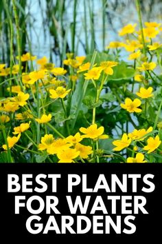 yellow flowers with the words best plants for water gardens in white text overlays