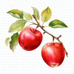 two red apples hanging from a branch with green leaves on the top and bottom of them