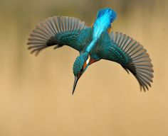 a blue and green bird flying through the air