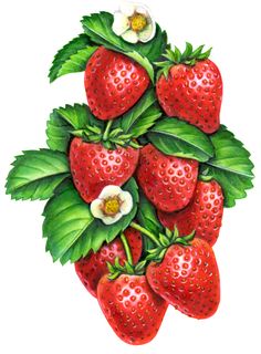 a painting of strawberries with leaves and flowers