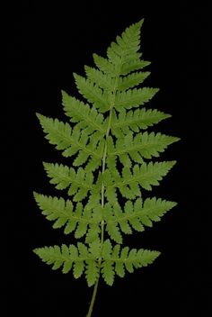 a close up of a green leaf on a black background