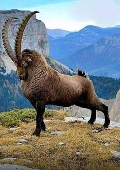 an animal with long horns standing on top of a hill