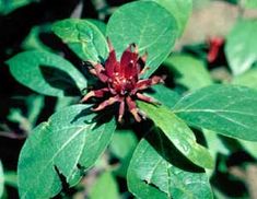 a red flower with green leaves in the background