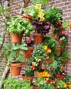 an assortment of potted plants hanging on a brick wall