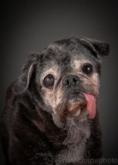 a dog with its tongue hanging out and looking at the camera, on a black background