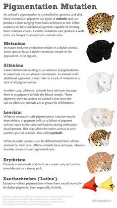 the different types of animals that can be found in an animal species identification manual, including leopards and cheetah