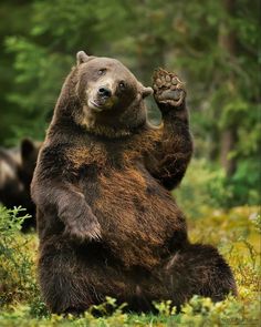 a large brown bear standing on its hind legs in the grass with trees in the background