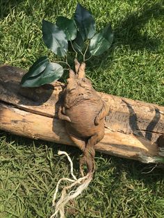 a wooden log with a plant growing out of it's end on the grass