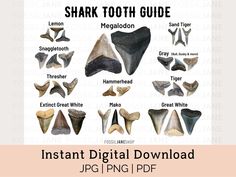 Shark Tooth Drawing Tattoo Ideas, Shark Tooth Art, Shark Tooth Painting, Shark Tooth Illustration, Shark Tooth Hunting, Shark Tooth Identification, Tooth Art, Teeth Art, Print Center