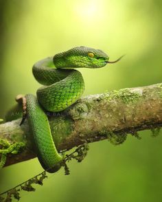 a green snake is sitting on a branch