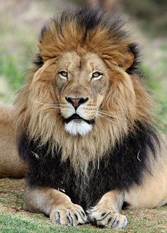 a lion laying on the ground with its eyes closed and one paw resting on it's head