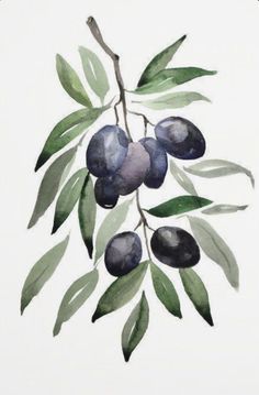 an olive tree branch with green leaves and black olives painted in watercolor on white paper