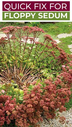 an image of a flower bed with flowers in the middle and text that reads quick fix for floppyy sedum