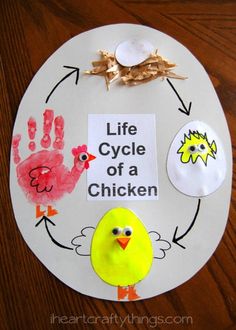 the life cycle of a chicken on a paper plate with handprints and finger prints