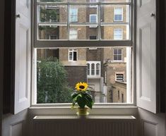 a sunflower is sitting in the window sill