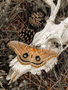 a moth is sitting on top of a skull in the grass next to pine cones