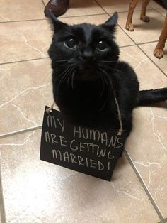 a black cat sitting on the floor holding a sign that says, my humans are getting married