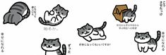 an image of cats with different expressions in english and chinese characters on the same page