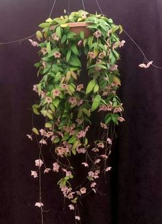 some pink flowers are hanging from the ceiling