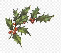 a holly branch with red berries and green leaves on it, transparent background png