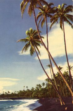 palm trees line the shore of a tropical beach