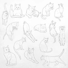 Cat, cats, kittens,procreate, drawing,painting, digital art, animals, feline, pose, positions, learn, illustration, stamps Back Drawing, Ghibli Tattoo, Cat Drawing Tutorial, Cats Art Drawing, The Cat Returns, 얼굴 그리기, Arte Van Gogh