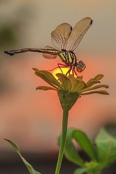 two dragonflys sitting on top of a flower with the sun in the background