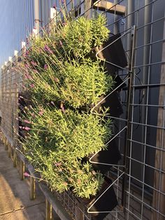 a bunch of plants are growing on the side of a building with metal bars around it