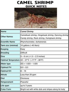 an animal that is sitting on the ground next to some information about its name and description