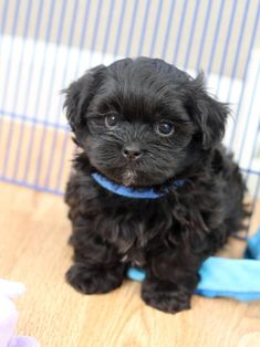 a small black dog sitting on top of a wooden floor