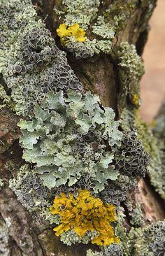 lichens and moss growing on the bark of a tree in an outdoor area