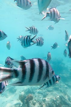 a large group of fish swimming in the ocean