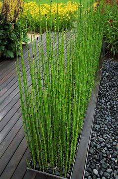 some very pretty green plants in the middle of a wooden decking area with rocks