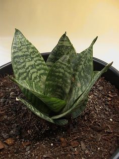 a green and white plant sitting in a black pot on top of dirt covered ground