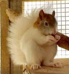 a white squirrel eating something on top of a wooden table