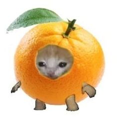 an orange with a small animal inside of it