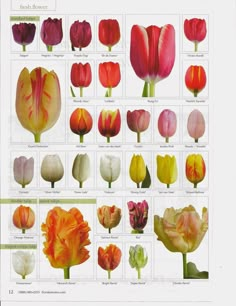 an image of different types of tulips on display in a printable poster