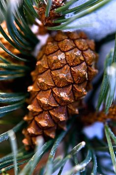 a pine cone sitting on top of a tree