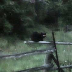 a black cat sitting on top of a lush green field next to a wooden fence