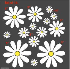 the size and measurements of daisy flowers