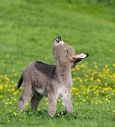 a baby goat standing on top of a lush green field next to yellow dandelions