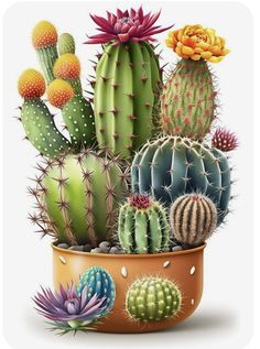 a potted plant with many different kinds of cacti on the top and bottom